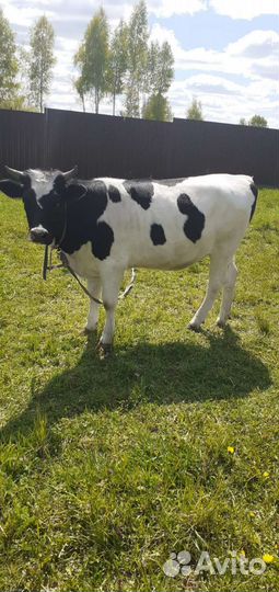 Коровы и нетели