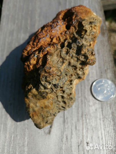 Окаменелые соты