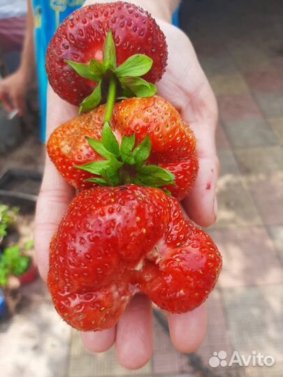 Клубника Великобритания,Маршал,Лесная сказка