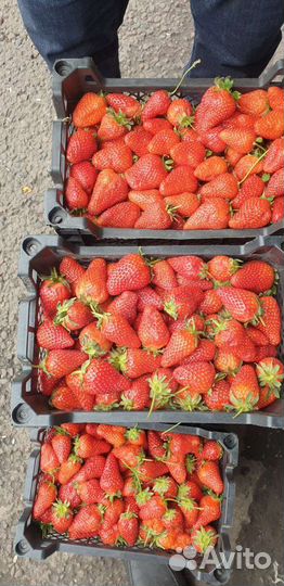 Клубника Азербайджан сладкая вкусная