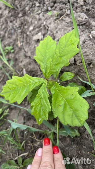 Дуб монгольский