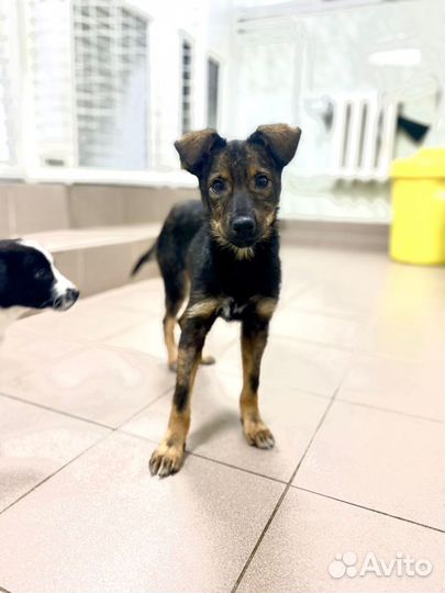 Привитая Рея, щенок, девочка, 4 мес в хорошие руки