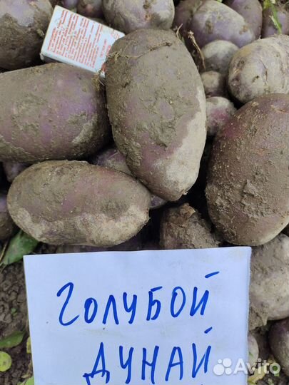 Картофель семенной Уника,Шервари пирошка,Сынок