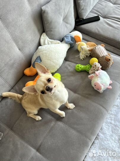 Передержка собак (зоопсихолог/грумер)