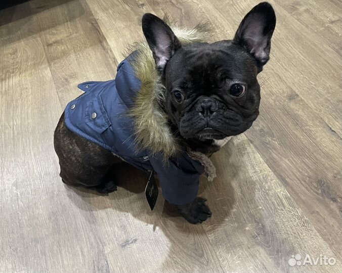 Зимняя парка для собак