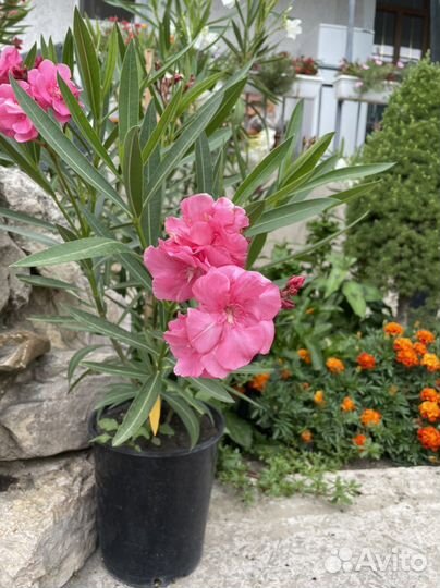 Цветы олеандры