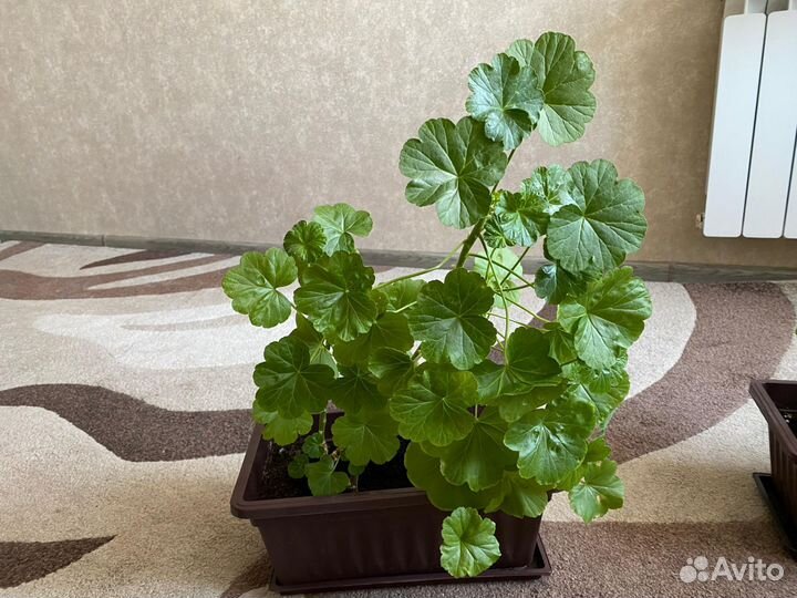 Герань от 100р