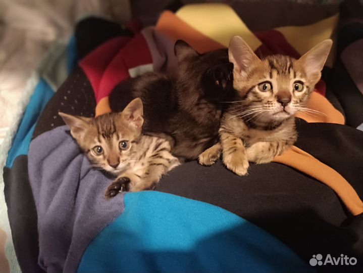 Котята саванна ф5