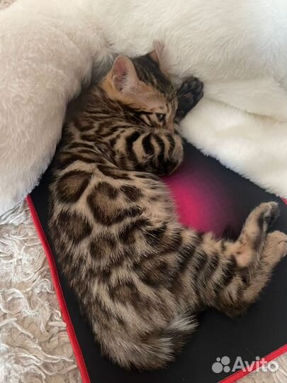 Продажа котенка бенгальский