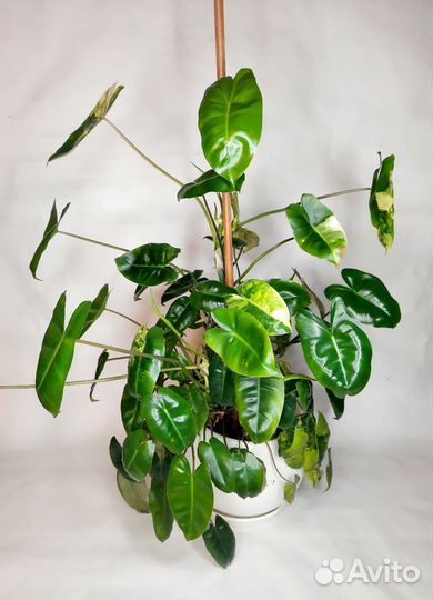 Филодендрон бурле макс вариегатный