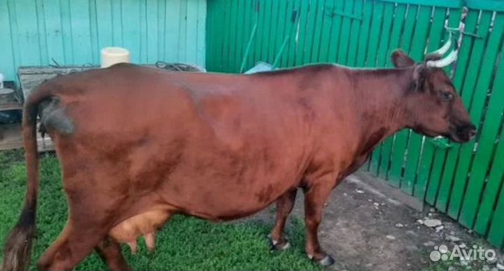 Корова дойная