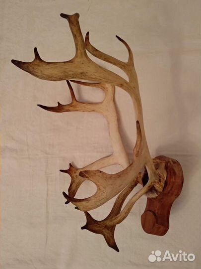 Рога лося и оленя