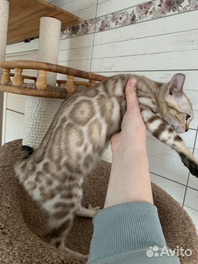 Бенгальская