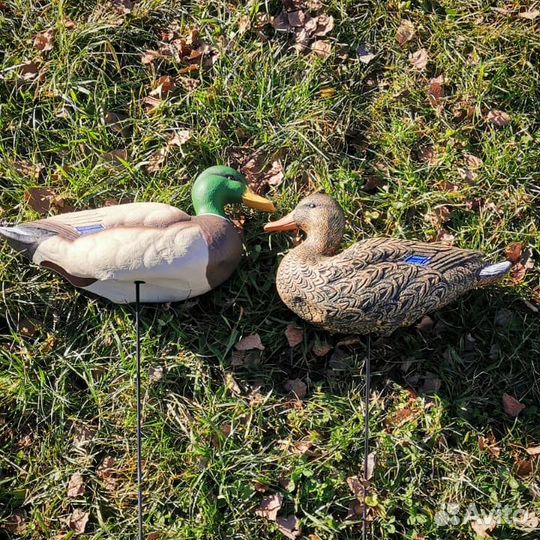 Чучела уток Кряква полевая Softplast