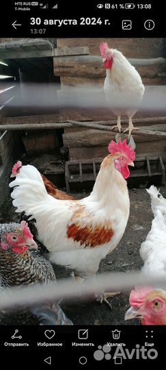 Молодые петухи