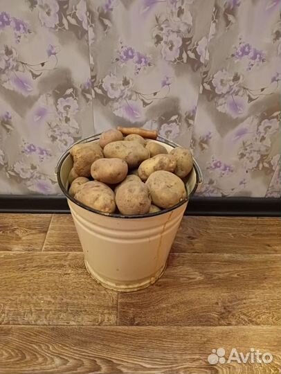 Картофель домашний