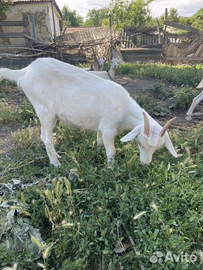 Козы козлята козлы