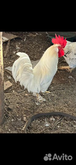Молодые петухи