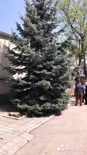 Ель голубая 8метров