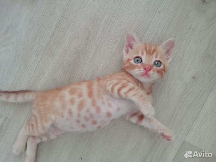 Кот Васек ищет Маму