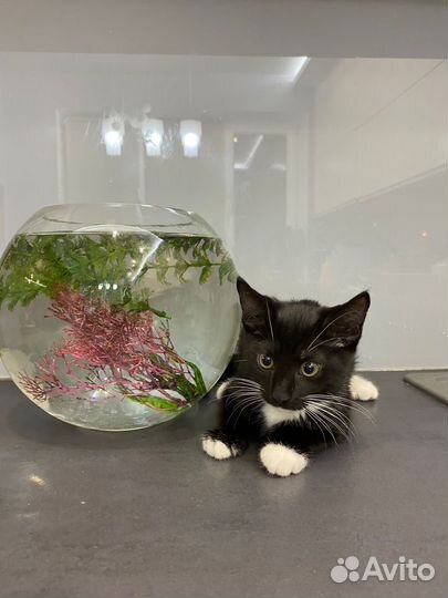 Красивые котята в добрые руки бесплатно