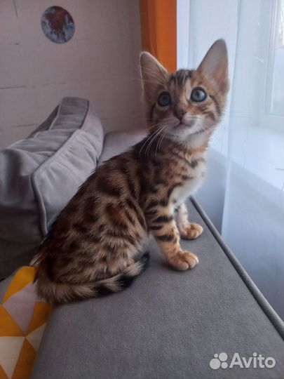 Бенгальские котята