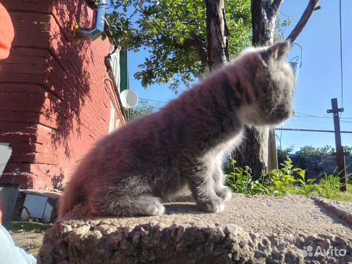Котенок бесплатно