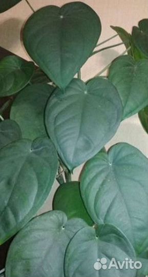 Папоротник Даваллия, Сингониум Макрофиллум