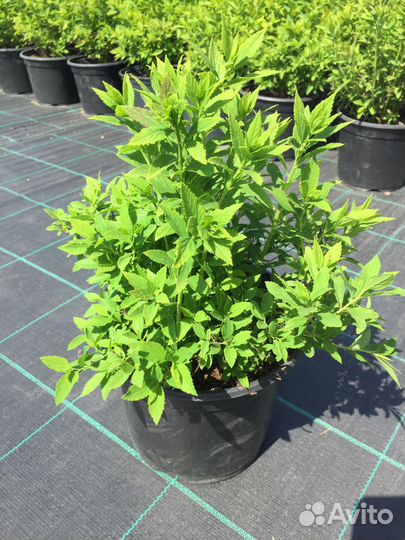 Спирея японская Генпей С3