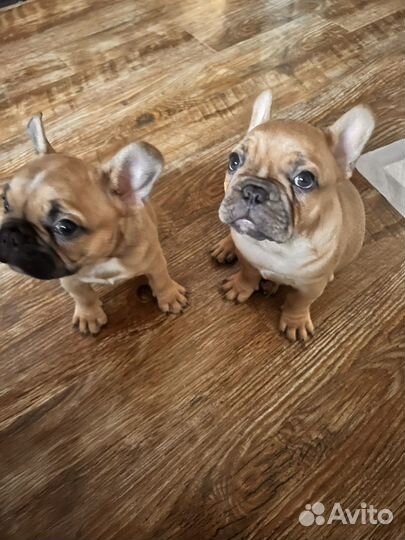 Французский бульдог щенки