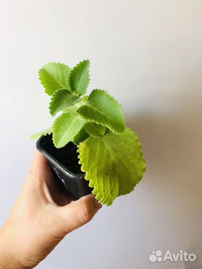 Домашняя мята (Плектрантус)