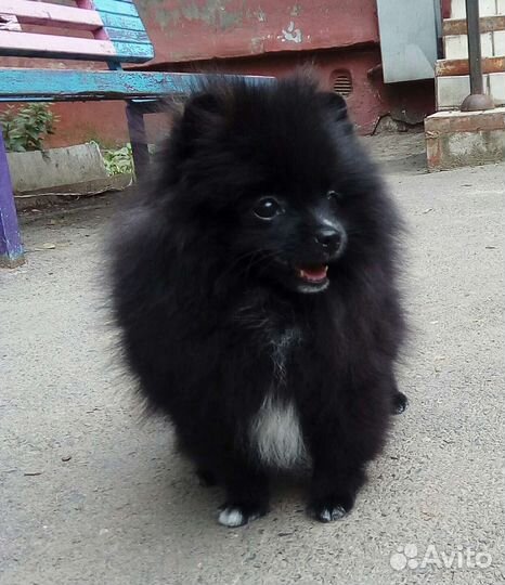 Черные жемчужины