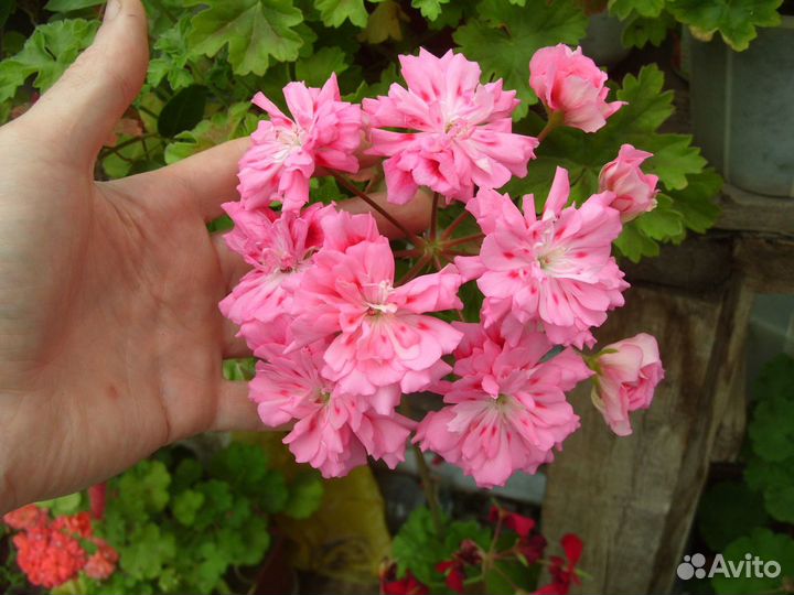 Пеларгония герань, хосты Джипси роуз, Кафедрал Вин