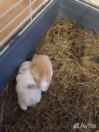 Декоративные карликовые кролики
