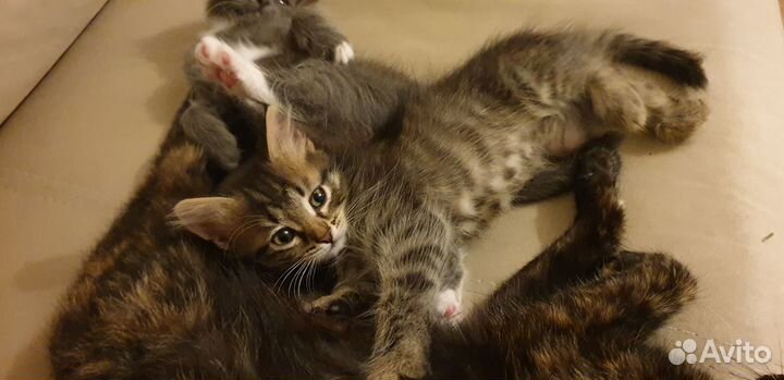 Котёнок в семью