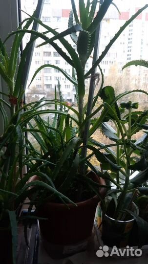 Алое золотой ус каланхое хлорофитум