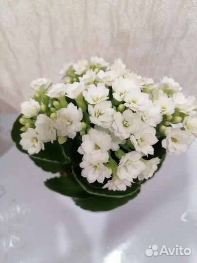 Каланхоэ белый, отросток