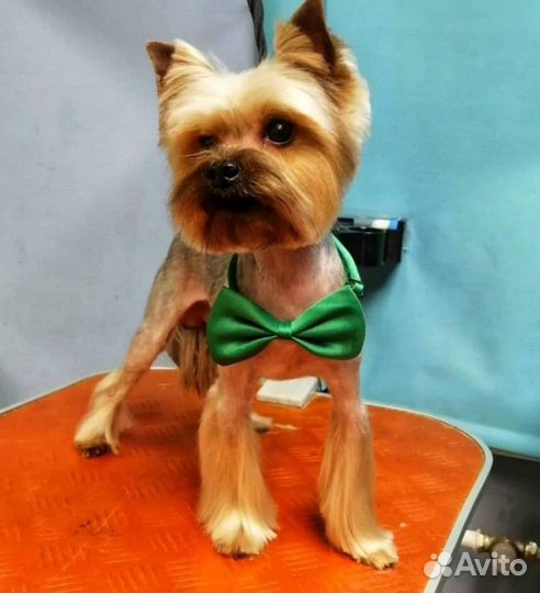 Стрижка, тримминг, экспресс линька