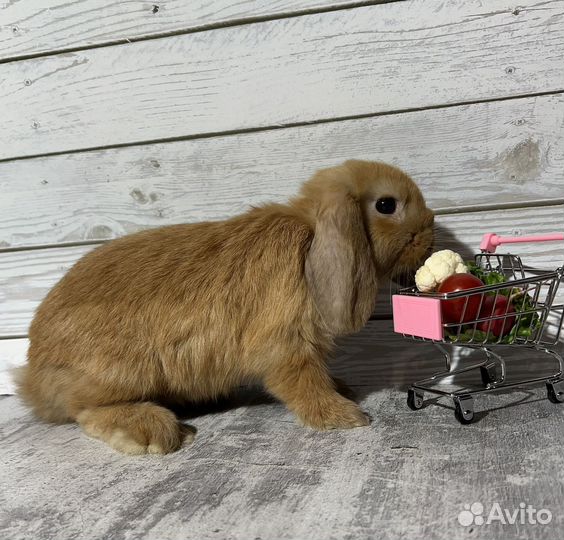 Карликовые кролики, ручные малыши