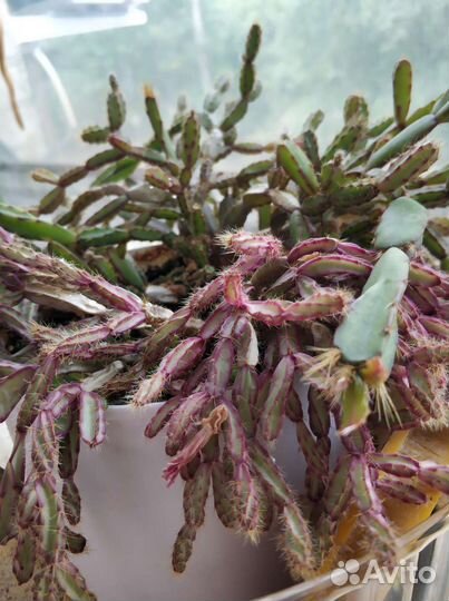 Рипсалис кактус