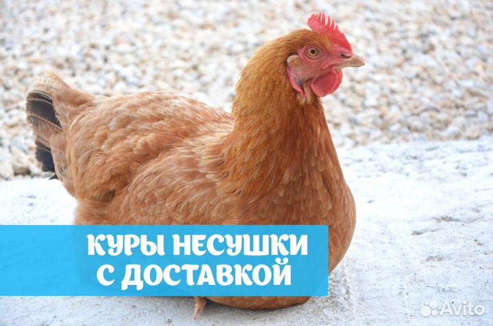 Куры несушки