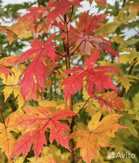 Клен сахаристый серебристый в горшках сажать летом