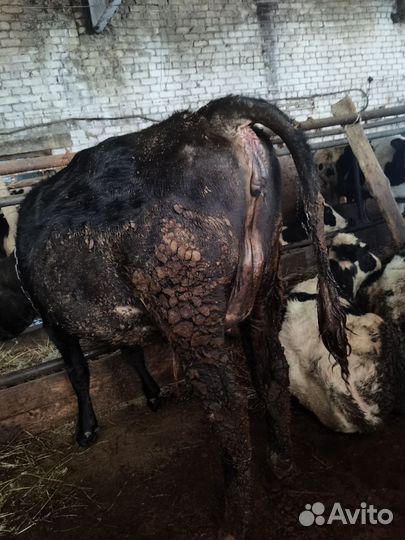 Племенные нетели