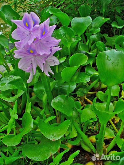 Эйхорния (водный гиацинт)