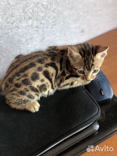 Бенгальские котята