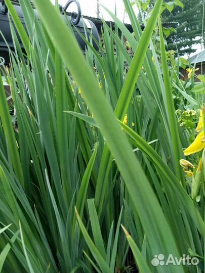 Ирис, многолетний. Хоста,Лилии,Незабудки (низкие)