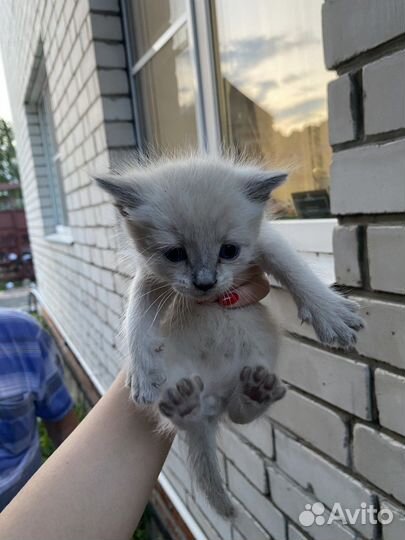 Метисы шотландской