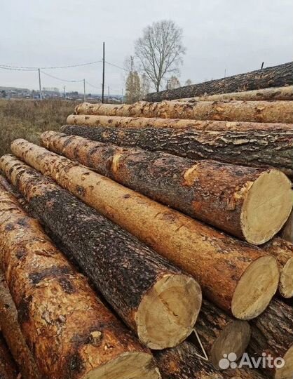 Лес Кругляк Сона Пихта с доставкой