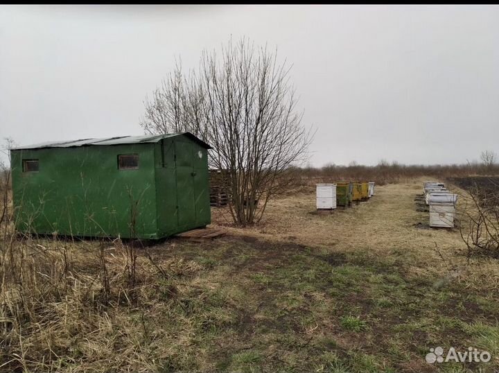 Пчелы и улья