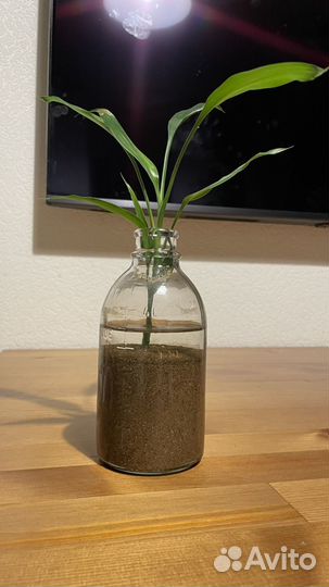 Росток бамбука в банке с песком